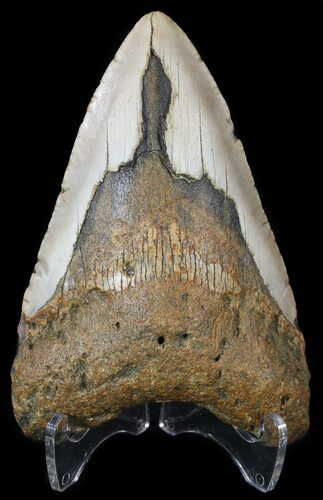 Bargain, Megalodon Tooth - North Carolina #54798